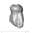 SK 6 Paranthropus robustus LRM2 distal