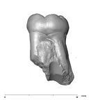 SK 6 Paranthropus robustus LRM2 lingual