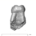 SK 6 Paranthropus robustus LRM2 mesial