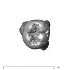 SK 6 P. robustus LRM2