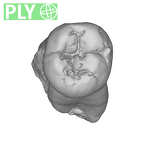 SK 6 Paranthropus robustus LRM2 ply
