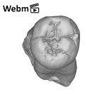 SK 6 Paranthropus robustus LRM2 ply movie