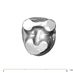 SK 6 Paranthropus robustus LRM3 apical