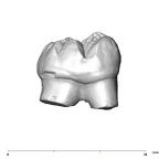 SK 6 Paranthropus robustus LRM3 buccal