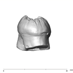 SK 6 Paranthropus robustus LRM3 distal