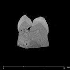 SK 6 Paranthropus robustus LRM3 internal