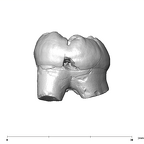 SK 6 Paranthropus robustus LRM3 lingual