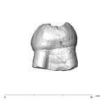 SK 6 Paranthropus robustus LRM3 mesial