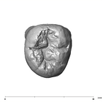 SK 6 P. robustus LRM3