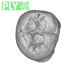 SK 6 Paranthropus robustus LRM3 ply