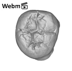 SK 6 Paranthropus robustus LRM3 ply movie