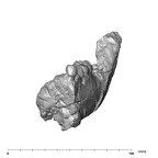 SK 6 Paranthropus robustus partial mandible anterior