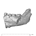 SK 6 Paranthropus robustus partial mandible buccal