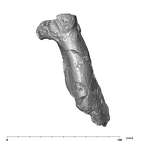 SK 6 Paranthropus robustus partial mandible inferior