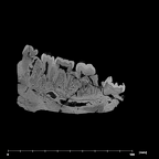 SK 6 Paranthropus robustus partial mandible internal