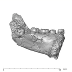 SK 6 Paranthropus robustus partial mandible lingual