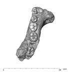 SK 6 Paranthropus robustus partial mandible occlusal