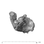 SK 6 Paranthropus robustus partial mandible posterior