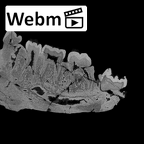 SK 6 Paranthropus robustus partial mandible ct stack movie
