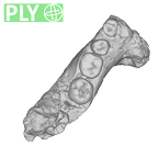 SK 6 Paranthropus robustus partial mandible ply