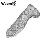 SK 6 Paranthropus robustus partial mandible ply movie