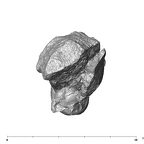 SK 6 Paranthropus robustus partial right hemimandible apical