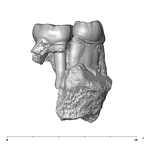 SK 6 Paranthropus robustus partial right hemimandible buccal