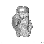 SK 6 Paranthropus robustus partial right hemimandible distal