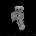 SK 6 Paranthropus robustus partial right hemimandible internal LRM1