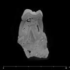 SK 6 Paranthropus robustus partial right hemimandible internal LRP4