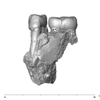 SK 6 Paranthropus robustus partial right hemimandible lingual