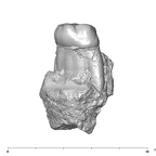SK 6 Paranthropus robustus partial right hemimandible mesial