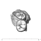 SK 6 P. robustus partial right hemimandible