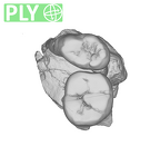 SK 6 Paranthropus robustus partial right hemimandible ply