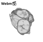 SK 6 Paranthropus robustus partial right hemimandible ply movie
