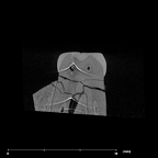 SK 6 Paranthropus robustus LRM1 dentition internal