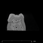 SK 6 Paranthropus robustus LRP4 dentition internal
