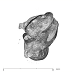 SK 6 Paranthropus robustus partial right hemimandible dentition apical