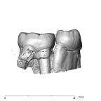 SK 6 Paranthropus robustus partial right hemimandible dentition buccal