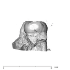 SK 6 Paranthropus robustus partial right hemimandible dentition distal