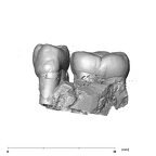 SK 6 Paranthropus robustus partial right hemimandible dentition lingual