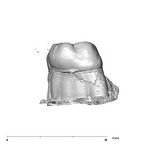 SK 6 Paranthropus robustus partial right hemimandible dentition mesial