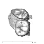 SK 6 Paranthropus robustus partial right hemimandible dentition occlusal