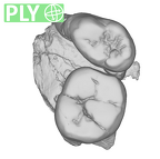 SK 6 Paranthropus robustus partial right hemimandible dentition ply