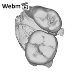 SK 6 Paranthropus robustus partial right hemimandible dentition ply movie
