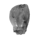 SK 71 Paranthropus robustus URI2