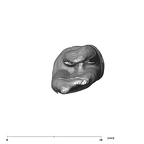 SK 72 Paranthropus robustus LLP3 apical