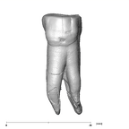 SK 72 Paranthropus robustus LLP3 buccal