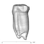 SK 72 Paranthropus robustus LLP3 distal