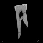SK 72 Paranthropus robustus LLP3 internal